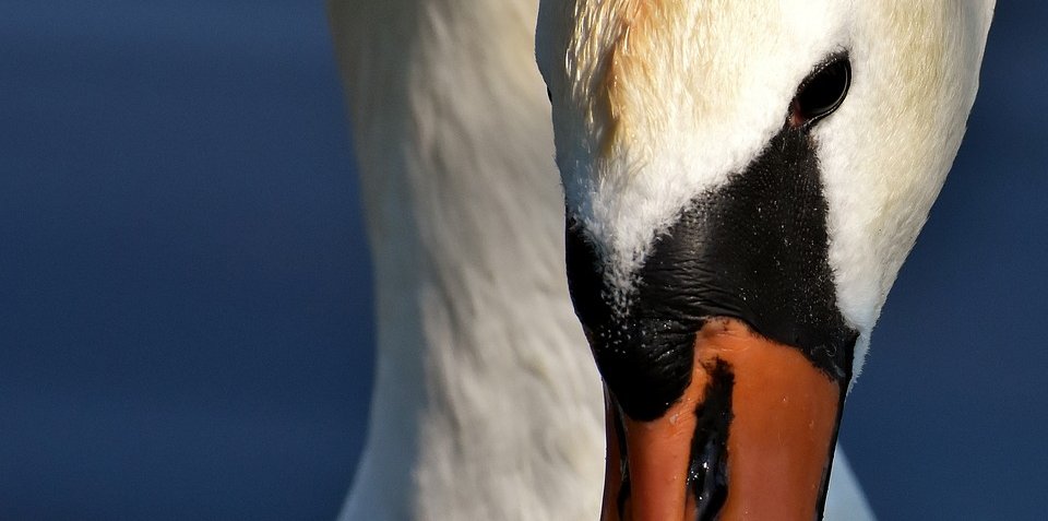 Ralli Ltd: Animal Accident Claims: A Close Look at the Animals Act 1971 Banner