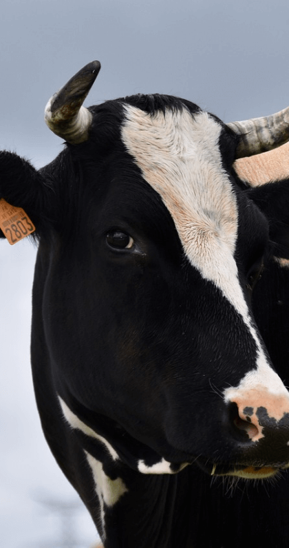How Dangerous Are Cows on UK Roads? article preview image