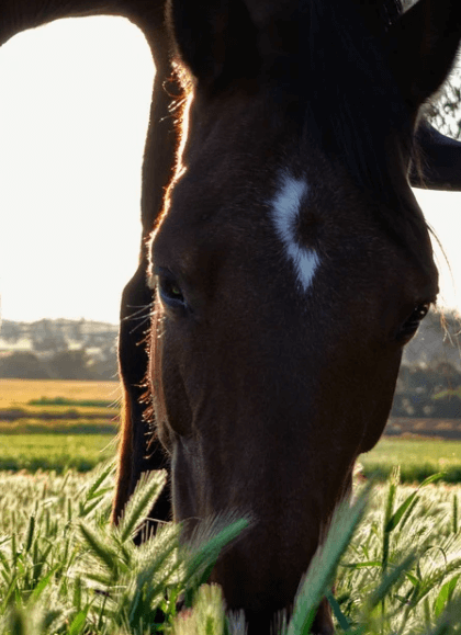 Horse Riding Accident article preview image
