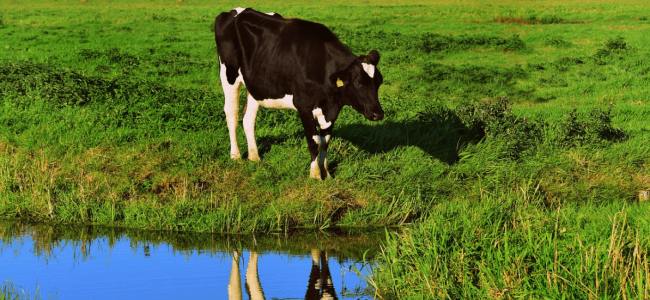 Injuries caused by a cow? More common than you think! article preview image